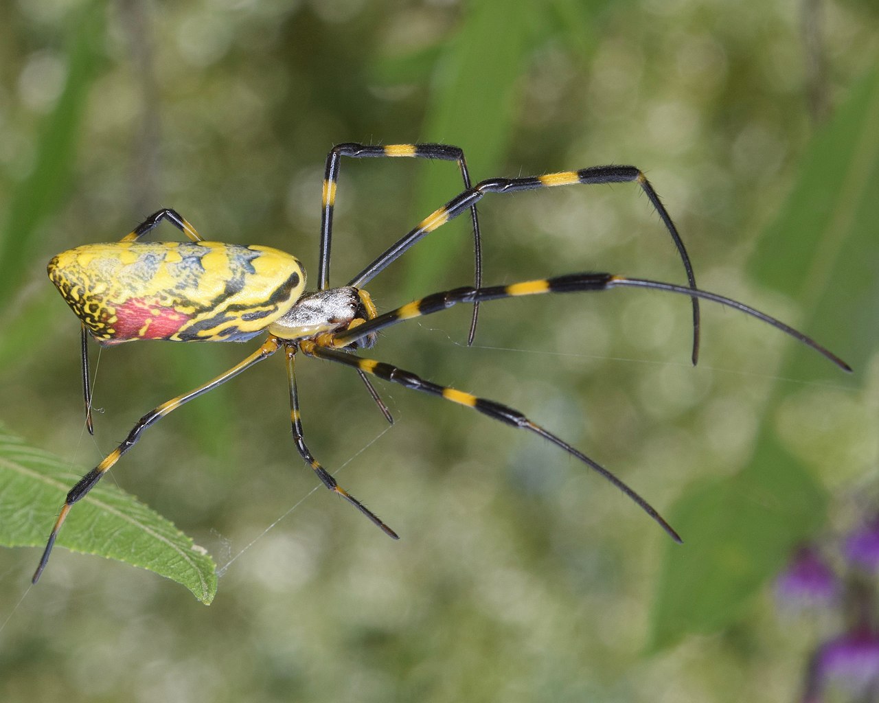 Giant Flying Spiders with 4-Inch Legs Heading to the Northeast